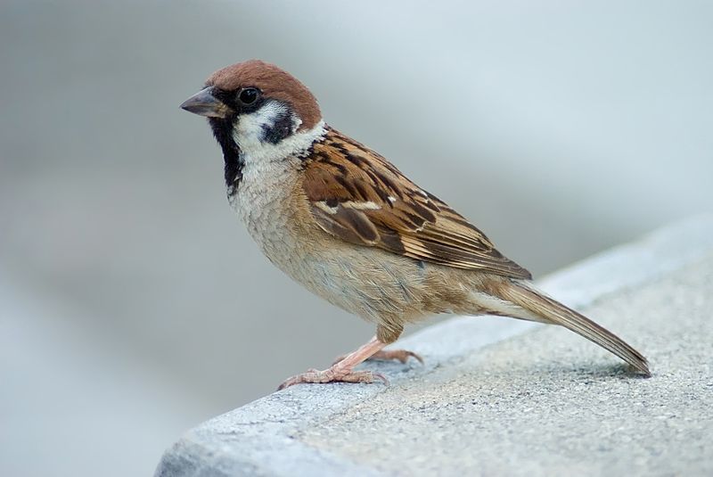 Passer montanus