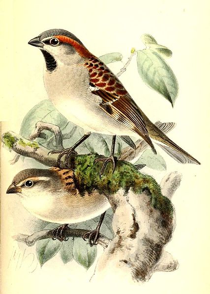 Passer pyrrhonotus
