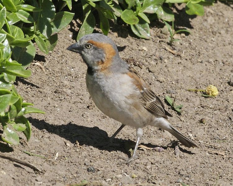 Passer rufocinctus