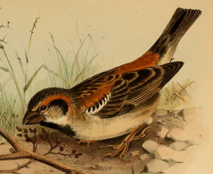 Passer shelleyi