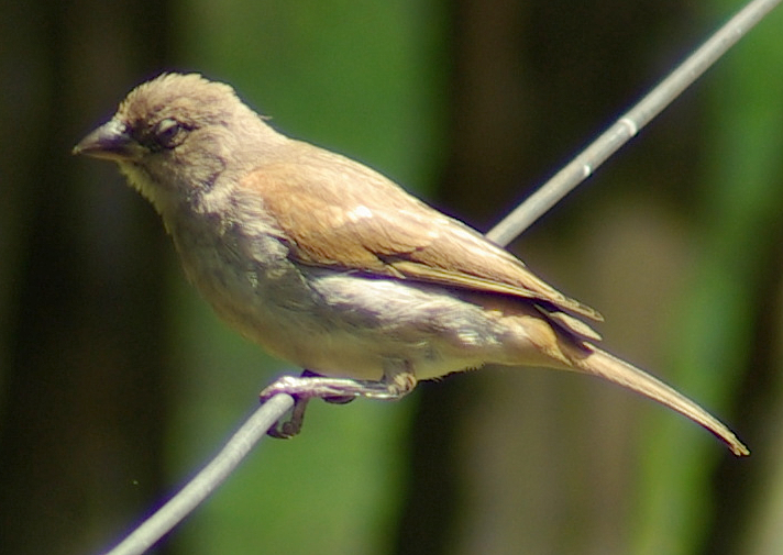 Passer suahelicus