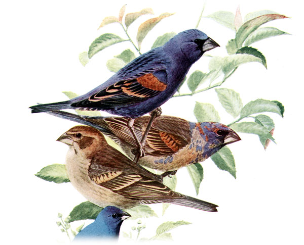 Passerina caerulea