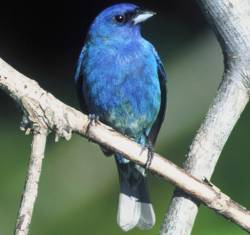 Passerina cyanea