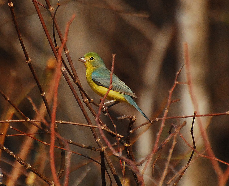 Passerina leclancherii