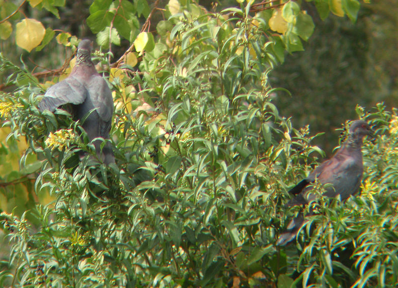 Patagioenas araucana