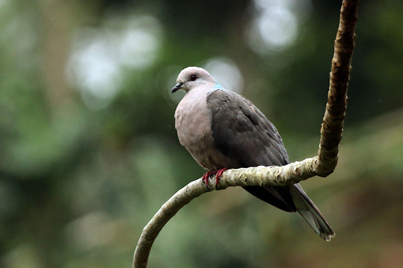 Patagioenas caribaea