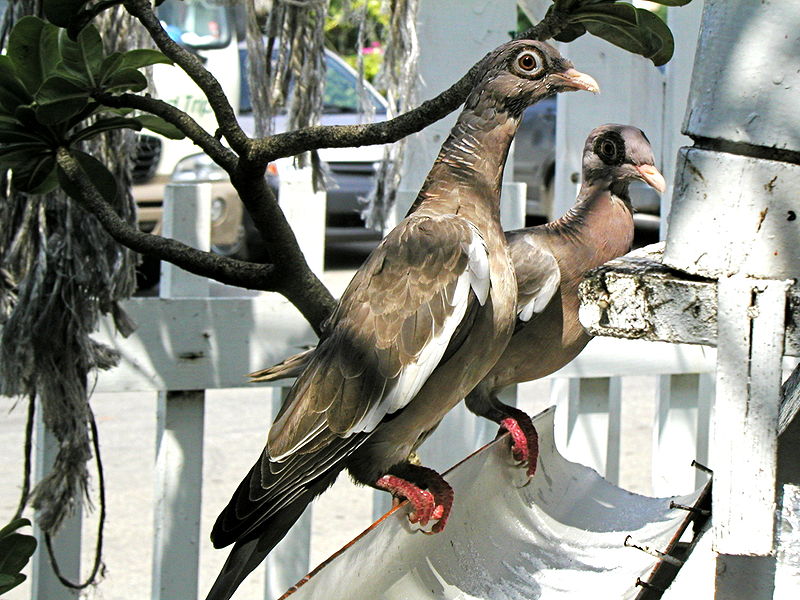 Patagioenas corensis