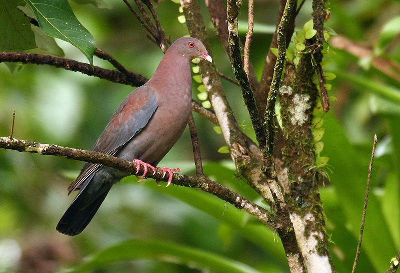 Patagioenas flavirostris