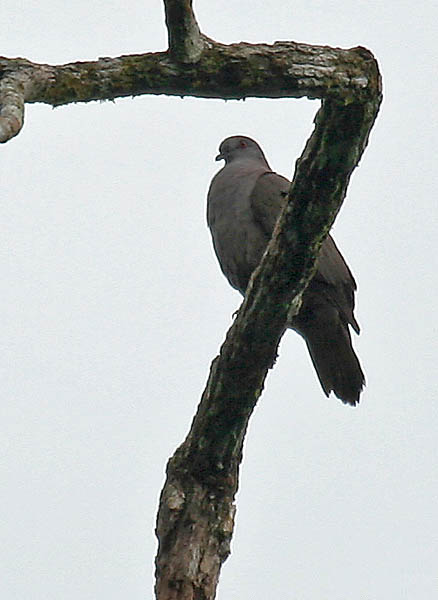 Patagioenas goodsoni