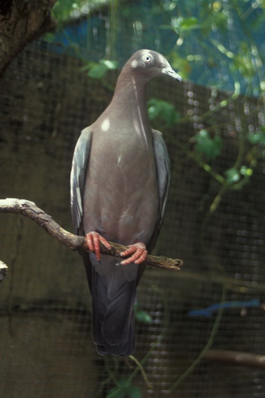 Patagioenas inornata