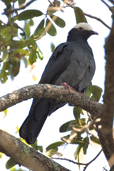 Patagioenas leucocephala