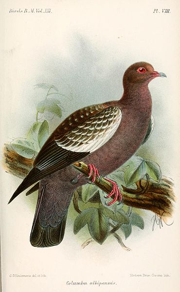 Patagioenas maculosa