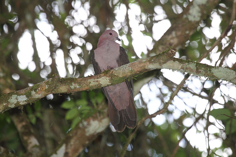 Patagioenas nigrirostris