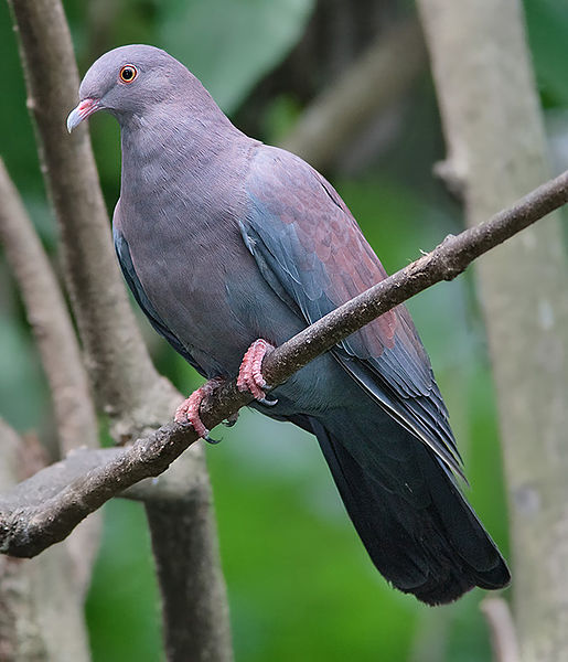Patagioenas oenops