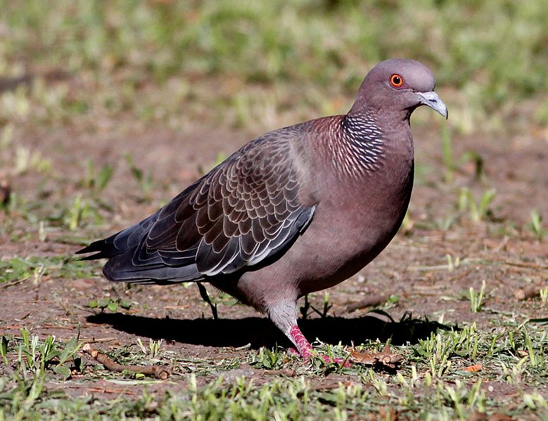 Patagioenas picazuro