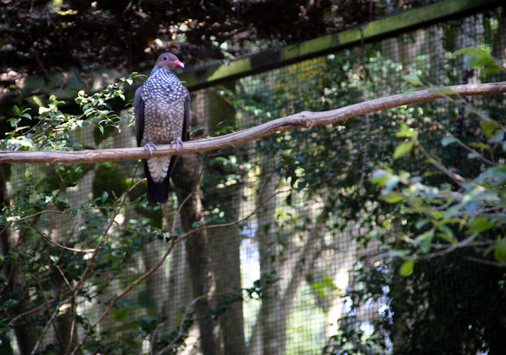Patagioenas speciosa