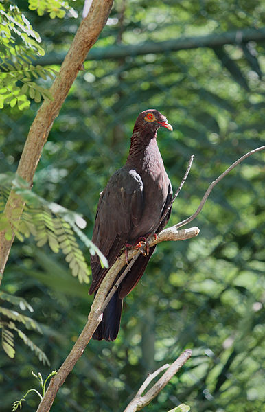 Patagioenas squamosa