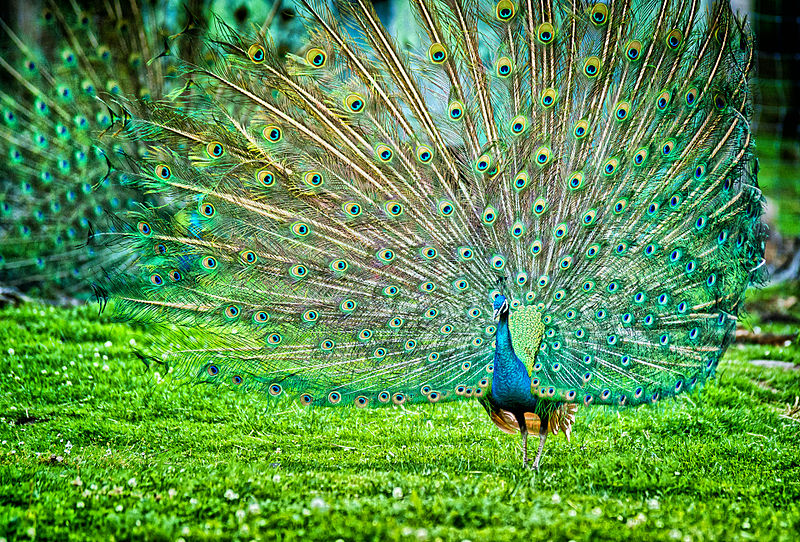 Pavo cristatus