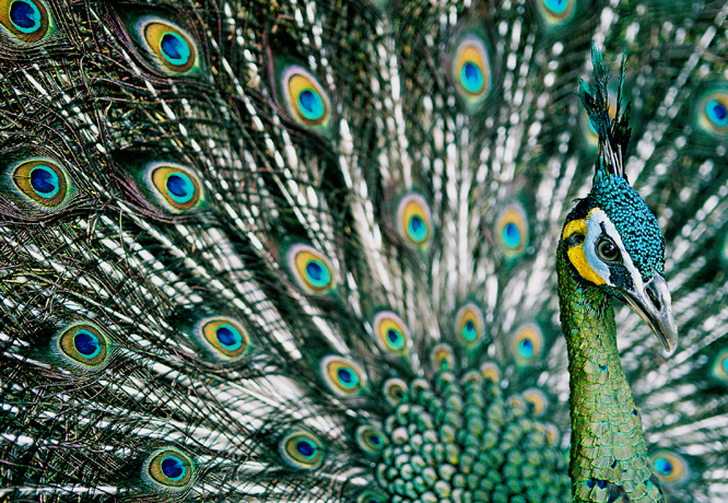 Pavo muticus