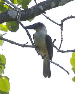Pelargopsis melanorhyncha