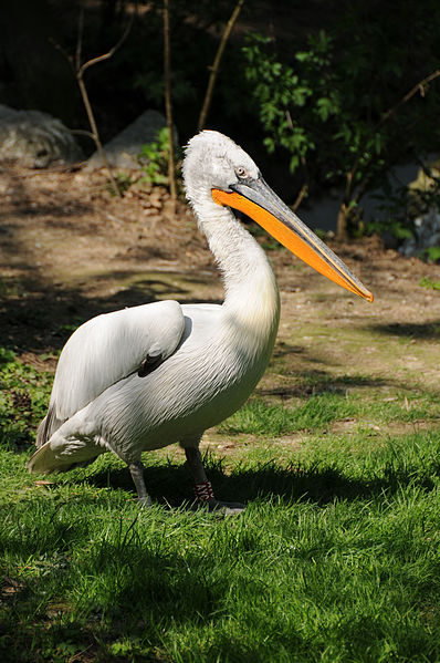Pelecanus crispus