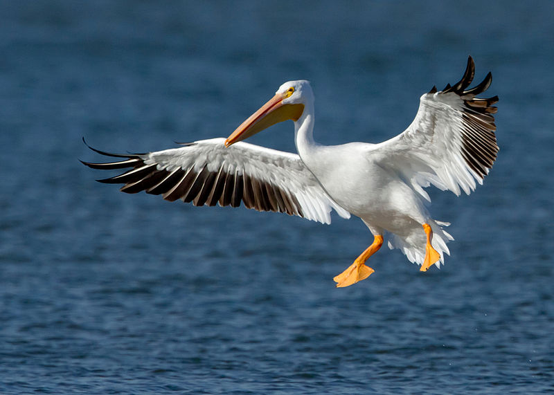 Pelecanus erythrorhynchos
