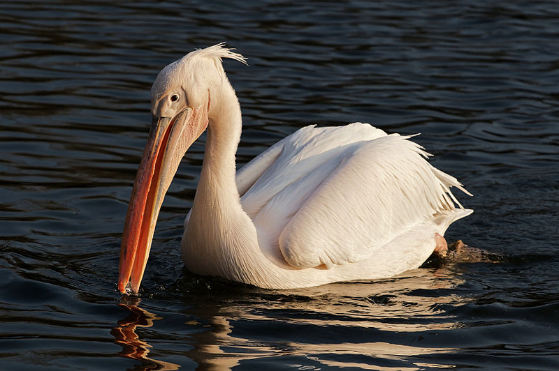 Pelecanus onocrotalus
