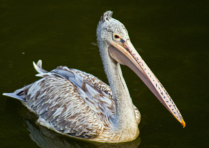 Pelecanus philippensis