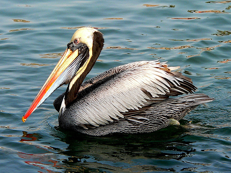 Pelecanus thagus