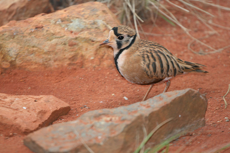 Peltohyas australis