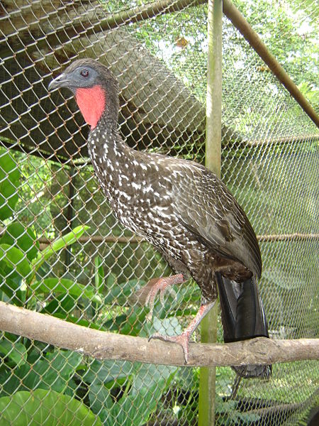 Penelope purpurascens