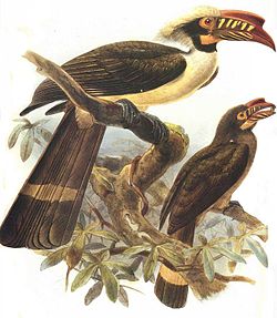 Penelopides manillae