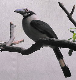 Penelopides panini