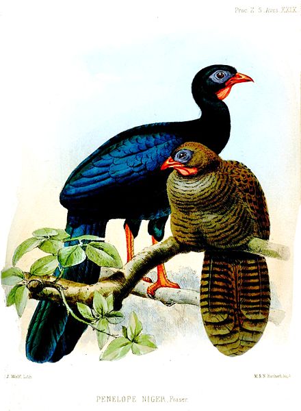 Penelopina nigra
