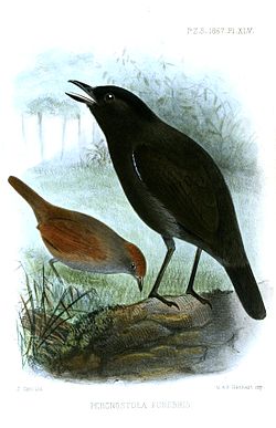 Percnostola rufifrons