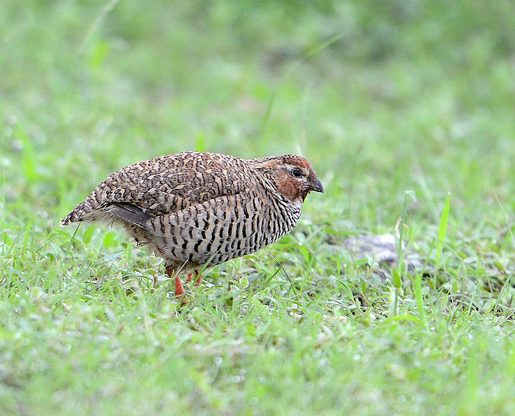 Perdicula argoondah
