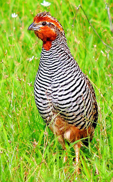 Perdicula asiatica
