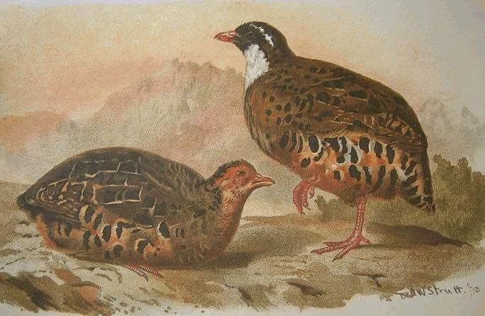 Perdicula erythrorhyncha