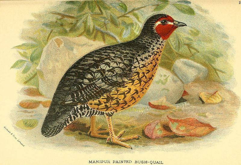 Perdicula manipurensis
