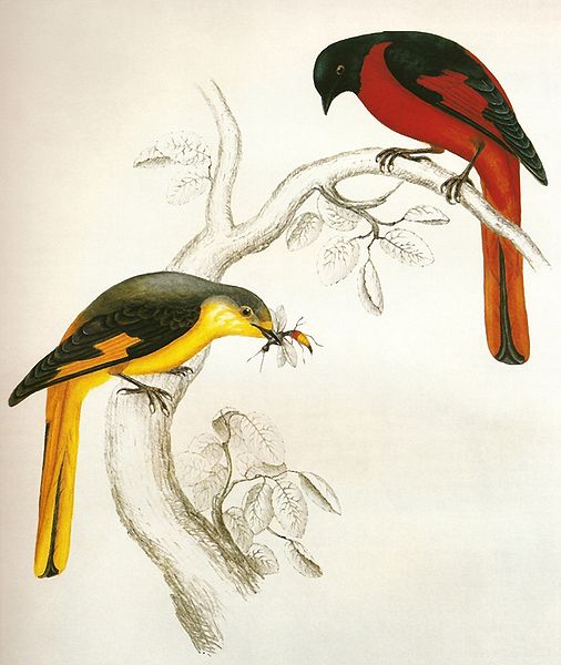 Pericrocotus brevirostris