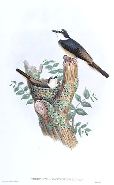 Pericrocotus cantonensis