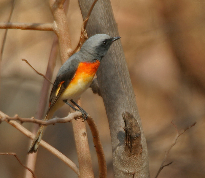 Pericrocotus cinnamomeus