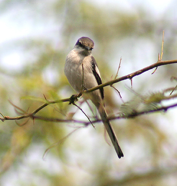 Pericrocotus erythropygius