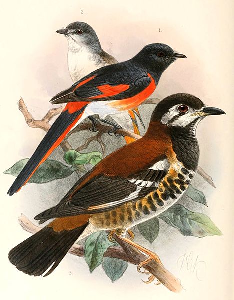 Pericrocotus lansbergei
