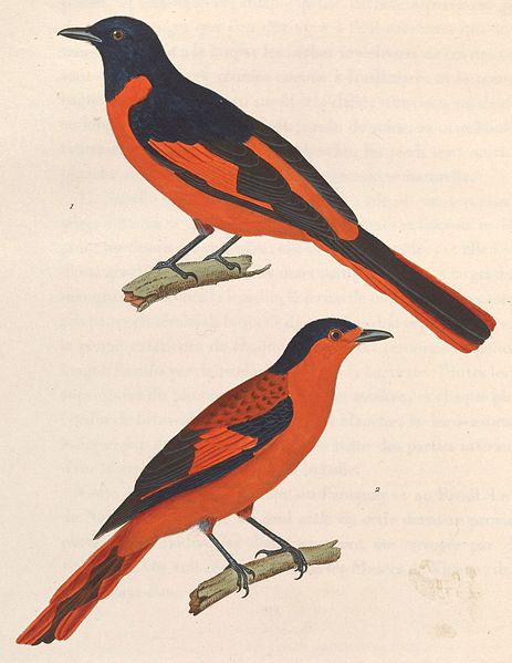 Pericrocotus miniatus