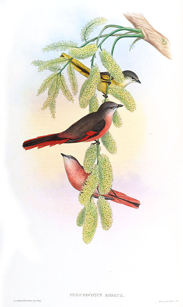 Pericrocotus roseus