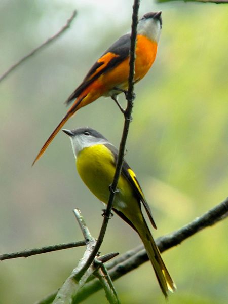 Pericrocotus solaris