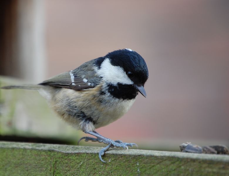 Periparus ater