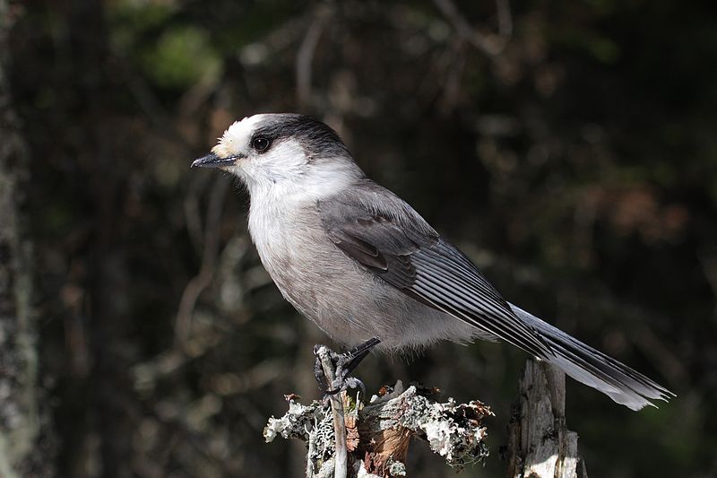 Perisoreus canadensis