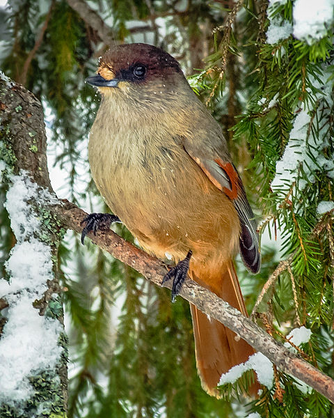 Perisoreus infaustus